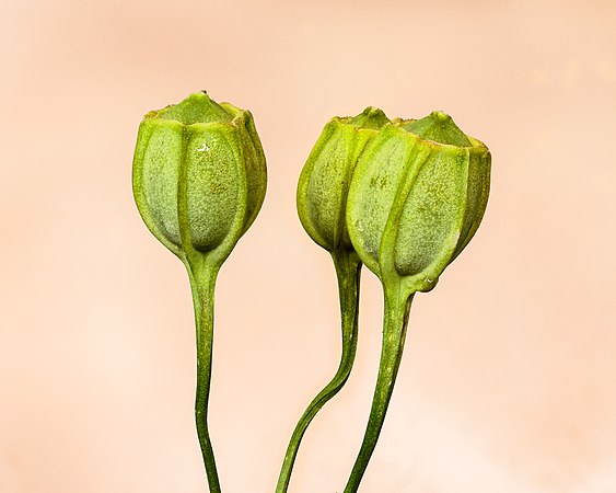 由18张图片焦点合成出的六出花（学名：Alstroemeria aurea）豆荚