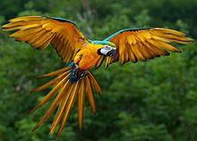 A Macaw in the Amazon rainforest