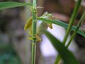 於 2008年10月5日 (日) 04:58 版本的縮圖