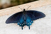 Pipevine swallowtail dorsal view