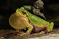 Image 33Italian tree frog