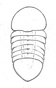 Drawing of the carapace of the incertae sedis nektaspid Buenaspis