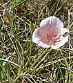 Calochortus striatus