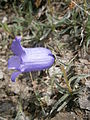 Campanula alpestris