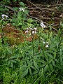 Cardamine bulbifera