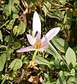 Colchicum alpinum flower inside