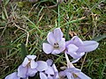 Colchicum hungaricum close-up