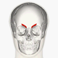 皱眉肌的部分(显示为红色)