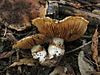 Cortinarius australiensis mushrooms, Maryborough, Victoria