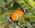 Danaus chrysippus (Plain tiger)