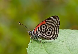 红涡蛱蝶（89涡蛱蝶） D. c. marchalii