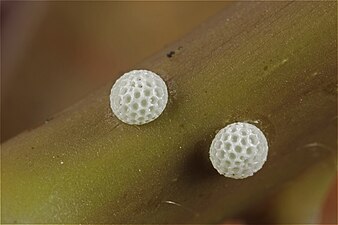 Eggs