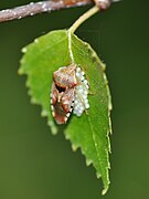 A female is guarding her nest.