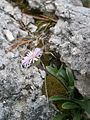 Erigeron alpinus