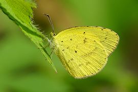 无标黄粉蝶 Eurema brigitta