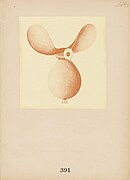 Francis Picabia, Âne (English: Donkey), 391, July 1917
