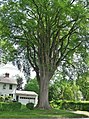 "The Grayson Elm" in Amherst, Massachusetts, in summer (2017)