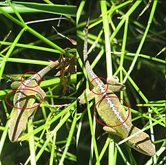 When under a sharp shadow, the skin of the green anole may change color unevenly, temporarily leaving an imprint of the shadow