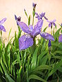 鳶尾 (Iris tectorum)