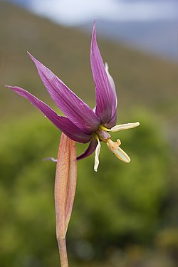 Isophysis tasmanica