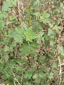 Kearnemalvastrum lacteum