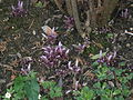 Lathraea clandestina in a hazel hedge