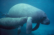 A manatee and her calf