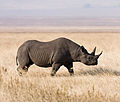 The black rhinoceros