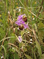 Ophrys apifera