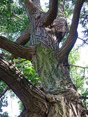 Detail of the Ginkgo biloba