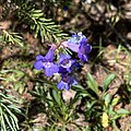 Flowers of Penstemon uintahensis