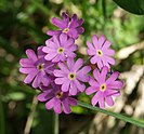 Bird's eye primrose