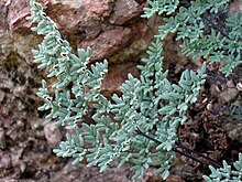 a fern with upswept, bluish-green leaf segments growing from a rock crevice