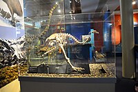 The skeleton of female upland moa with egg in unlaid position within the pelvic cavity in Otago Museum.