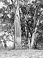 Canoe scarring on a tree at Waikerie on the River Murray