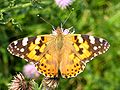 Painted Lady (Vanessa cardui)