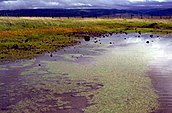 Vernal pool with clay hardpan bottom, Vina Plains Nature Conservancy Preserve, Calif.