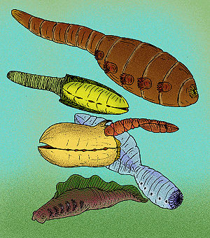 Various members of the phylum Vetulicolia, found in the Maotianshan shale biota, of the Early Cambrian.