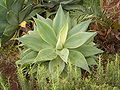 Agave guiengolay 翠玉龙龙舌兰