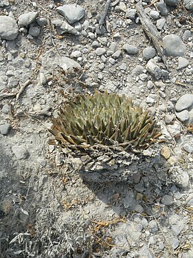 Plant growing in San Jose De Salamanca, Tamaulipas