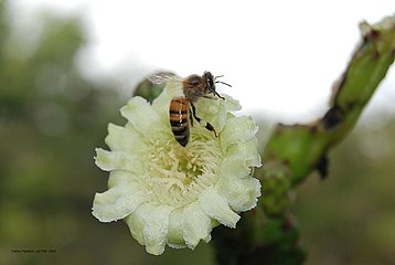 Bee on Leptocerus grantianus.