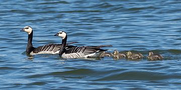 Pair with goslings in Sweden