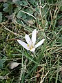 Colchicum hungaricum