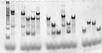 Formation gel of a DX DNA molecule used in DNA nanotechnology