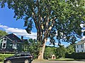Another view of the previous "street tree" in western Massachusetts (August 2020)