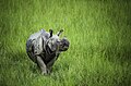 Great Indian One-Horned Rhinoceros