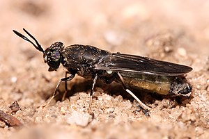 Black soldierfly