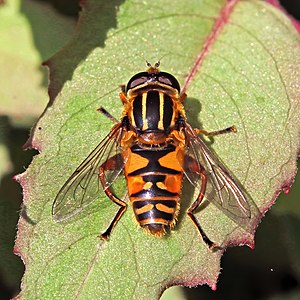 Hoverfly (Helophilus pendulus) male