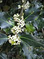 Ilex aquifolium flowers