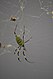 Joro spider found in Oconee County, South Carolina (USA) in October 2023